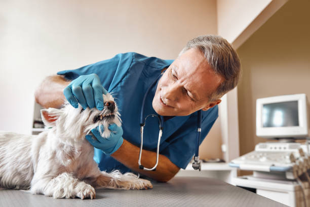 Best Emergency Denture Repair in Laurel Hill, VA